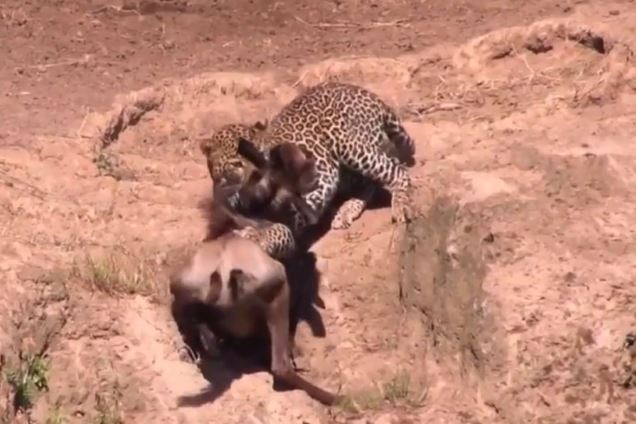 Clip: Linh dương đầu mất con vì qua sông thiếu quan sát