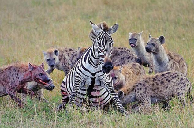 Clip: Bầy linh cẩu “tùng xẻo” ngựa vằn cực kỳ dã man