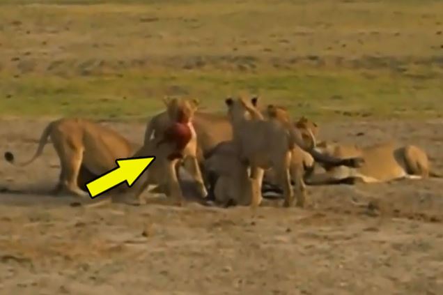 Clip: Kinh hoàng cảnh sư tử lôi xác trâu rừng con ra khỏi bụng mẹ