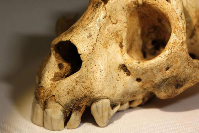 Sốc: “Quái vật” tuyệt chủng Madagascar nhiều đặc điểm giống người