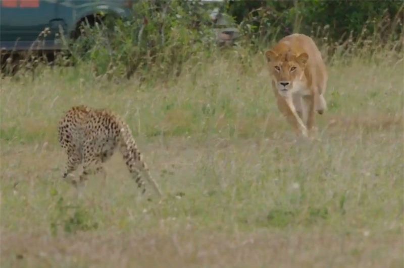 Báo săn mẹ đối đầu với sư tử.