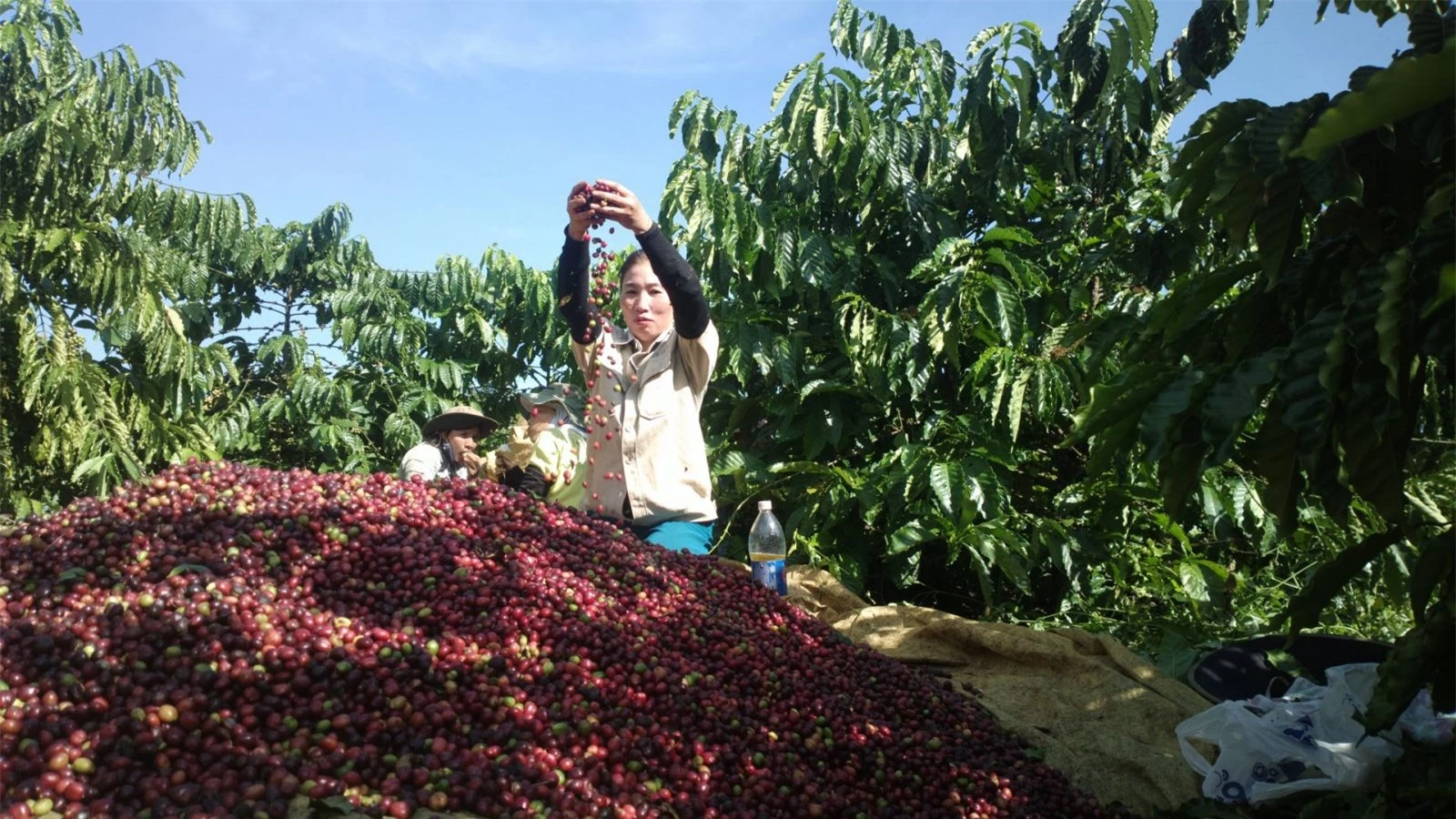 Giá nông sản ngày 2/1/2023: Cà phê ổn định, tiêu đạt 60.000 đồng/kg