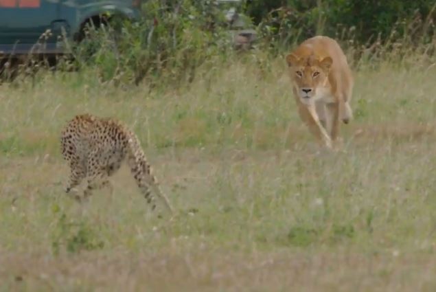 Clip: Báo mẹ liều mạng tấn công sư tử