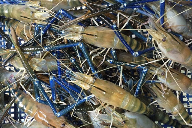 Mua tôm cứ nhắm vào 6 điểm này, mang về con nào con nấy chất lượng, tươi ngon