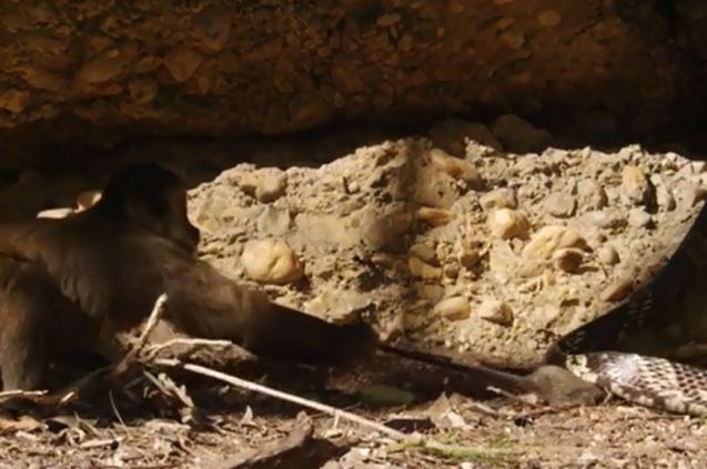 Clip: Khỉ được bữa ăn thịnh soạn nhờ học theo rắn độc