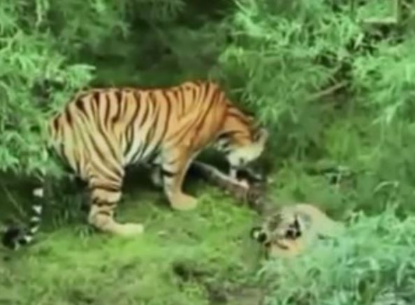 Clip: Trăn chết thảm dưới nanh vuốt gia đình “chúa sơn lâm”