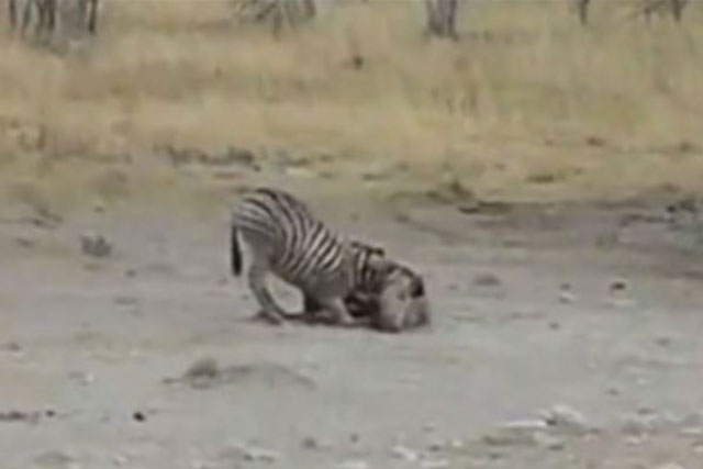 Clip: Phục kích tài tình, sư tử tóm gọn 2 con ngựa vằn