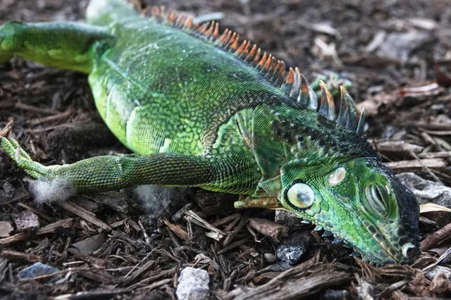 Cự đà 'đóng băng' rơi lả tả trong bão tuyết tại Mỹ