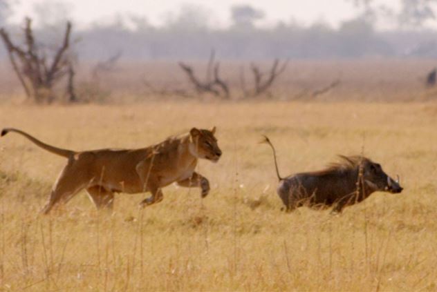 Clip: Lợn bướu thoát chết trước sư tử nhờ “lạng lách đánh võng”