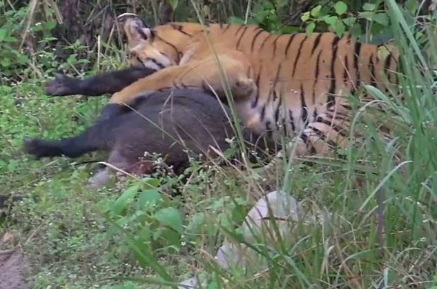 Clip: Lợn rừng ác chiến giành sự sống trước hổ dữ