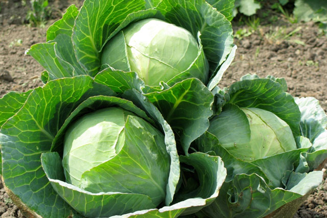 Lợi ích sức khỏe thần kỳ của bắp cải với người trên 50 tuổi