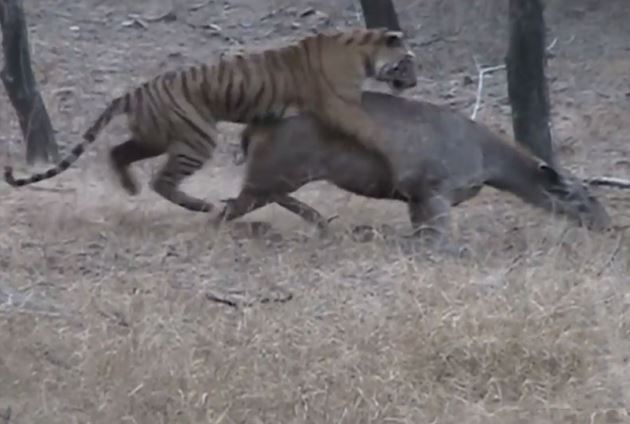 Clip: Hổ mệt “bở hơi tai” khi cố gắng kết liễu hươu