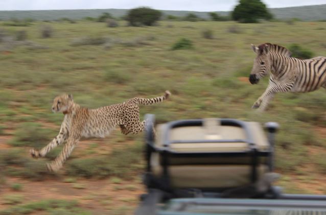 Clip: Ngựa vằn “nổi điên” tấn công báo săn