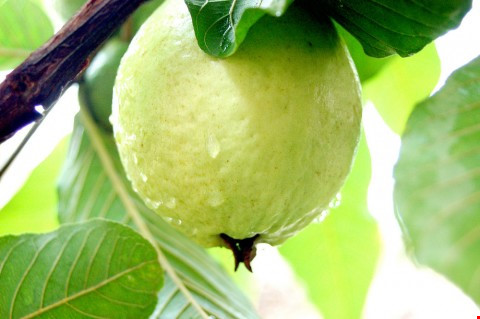 Quá uổng phí khi bạn không biết những công dụng chữa bệnh tuyệt vời này của quả ổi