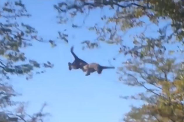 Clip: Báo đốm suýt chết vì… “đói quá hóa liều”