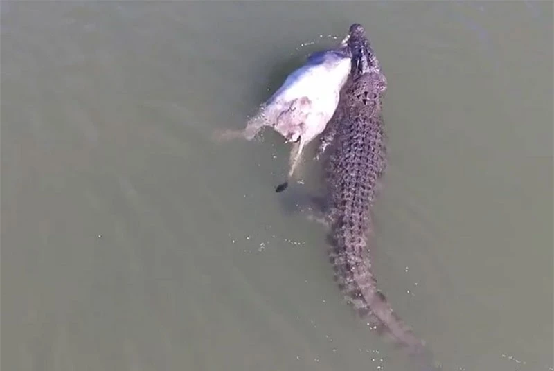Cá sấu lôi xác bò trên dòng sông.
