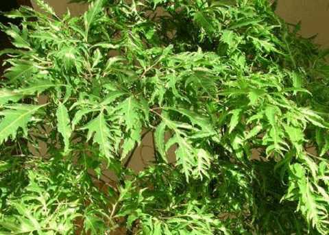 Vì sao đinh lăng được ví như "nhân sâm của người nghèo"?