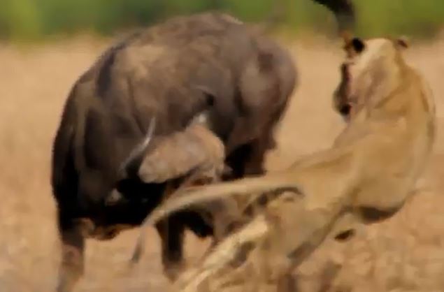 Clip: Trâu rừng tả xung hữu đột giữa 3 con sư tử