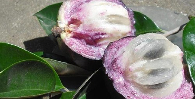 Đây là nguyên nhân dù đắt hay rẻ bạn cũng nên mua vú sữa cho cả nhà ăn