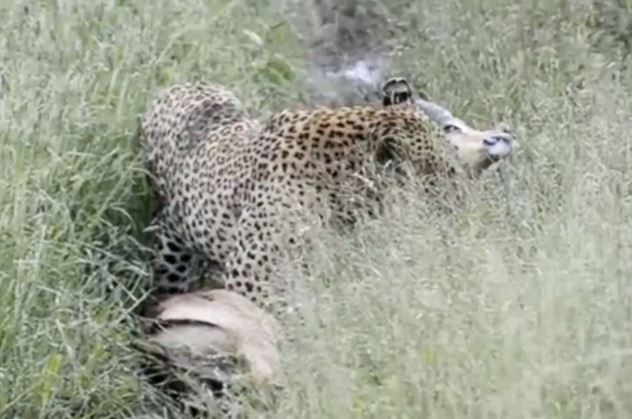 Clip: Linh dương Impala mất mạng vì… chạy sai hướng