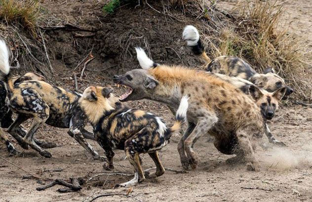 Clip: Chó hoang “đánh hội đồng” xử đẹp linh cẩu