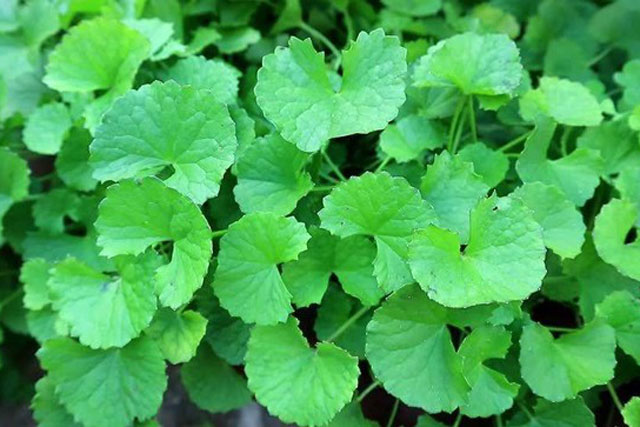 Thứ rau dại được ví như ‘sâm xanh’ giúp dưỡng gan thận cực tốt, nhưng không phải ai cũng dùng được