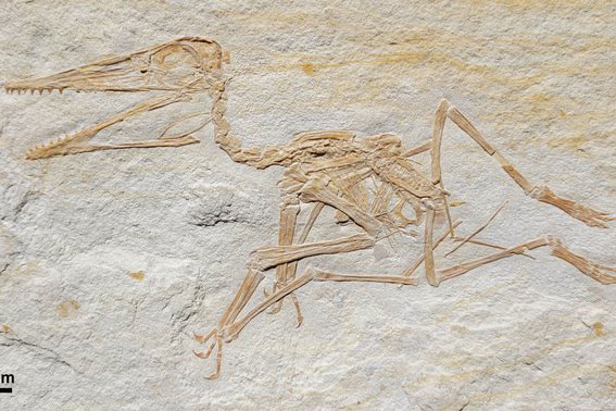 "Quái điểu" 152 triệu tuổi hiện ra trong mỏ đá, nguyên vẹn như vừa chết