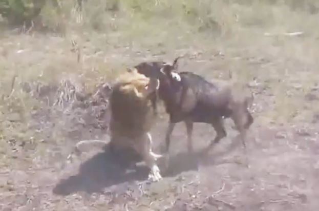 Clip: Vừa vượt sông, linh dương đầu bò đã nhận kết cục bi thảm