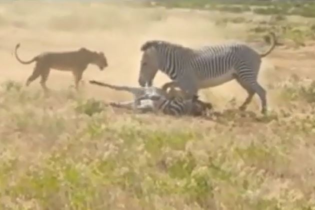 Clip: Ngựa vằn ngu ngốc, gián tiếp giúp sư tử xé xác con