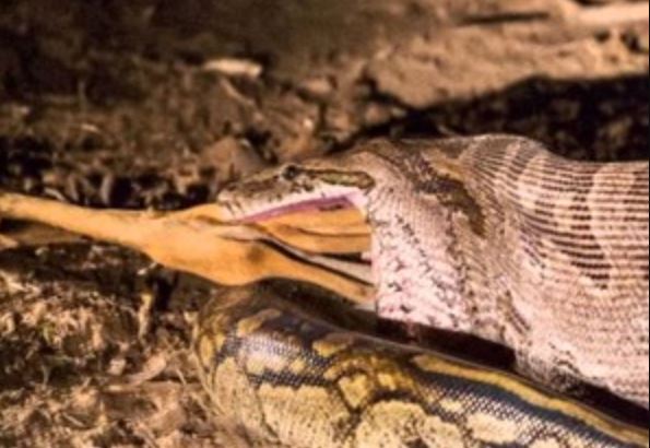 Clip: Trăn khổng lồ trổ tài săn linh dương trong chớp mắt