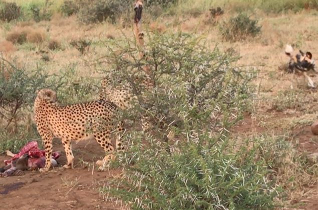 Clip: Chó hoang liều mạng cướp mồi của báo săn