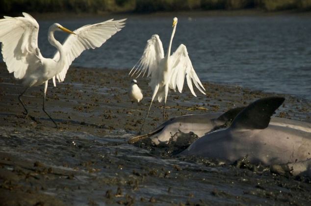 Clip: Cá heo giúp chim cò được bữa no nê