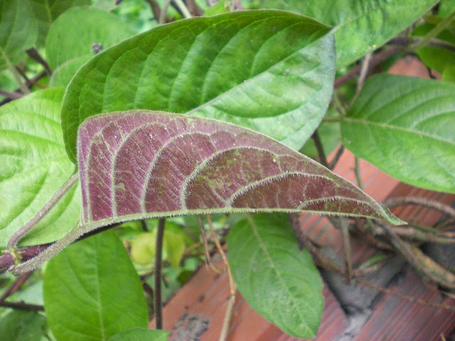 Có lá mơ bị những bệnh này không cần mua thuốc tây