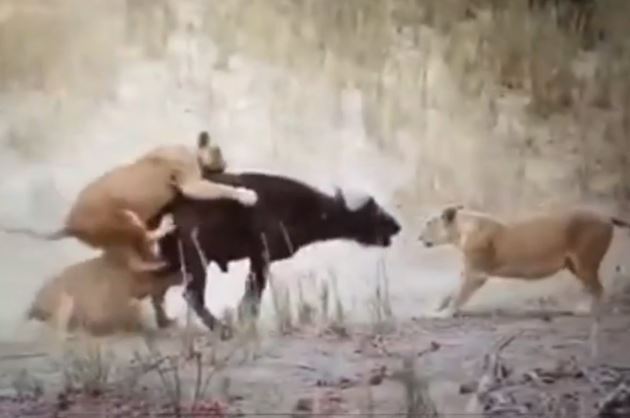 Clip: Trâu rừng chết thảm dưới nanh vuốt 3 con sư tử