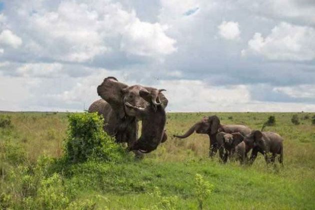 Trâu rừng chết thảm vì bị “voi điên” húc văng lên trời