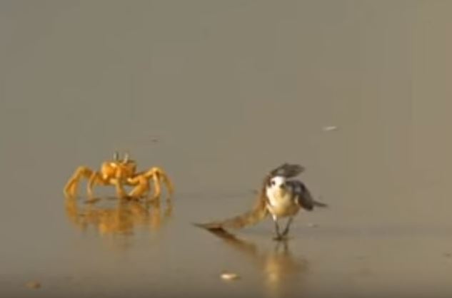 Clip: Ngược đời chuyện chim biển bị còng truy sát