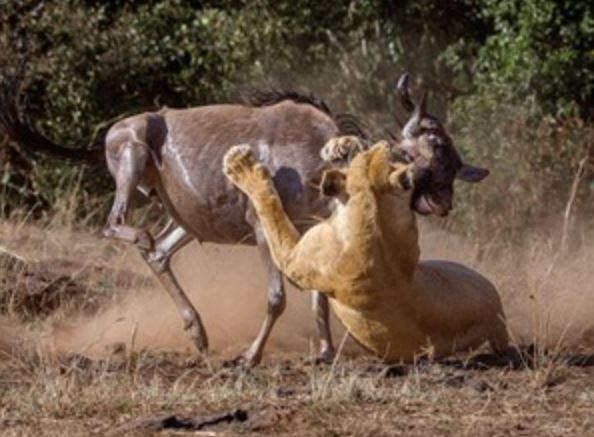 Clip: Linh dương đầu bò bỏ mạng vì dám thách thức sư tử