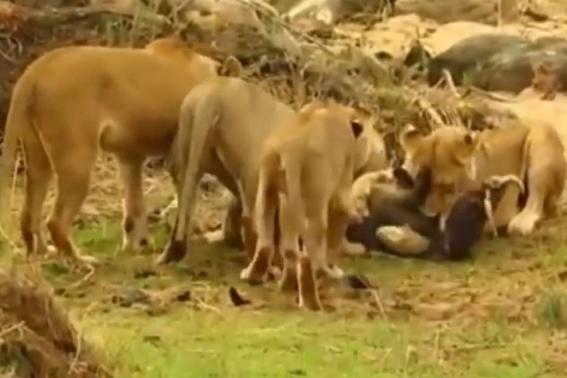 Clip: Lợn bướu bị xé xác vì cả gan “chống đối” sư tử