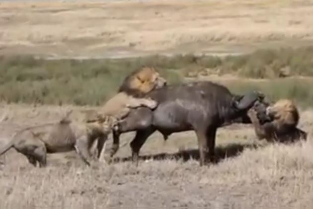 Clip: 3 con sư tử đực kéo trâu rừng xuống hố để ăn thịt