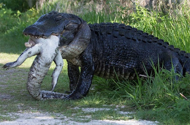 Cá sấu cố nuốt đồng loại.