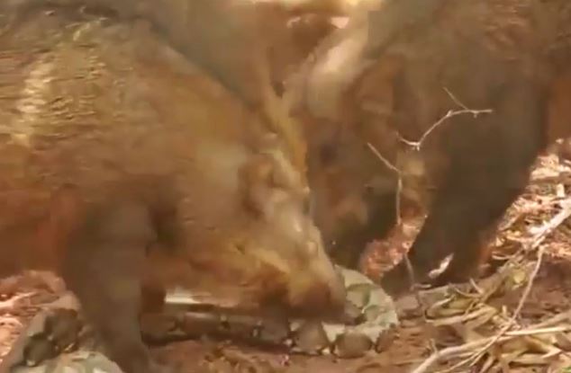 Clip: Bầy lợn rừng xé xác trăn khổng lồ