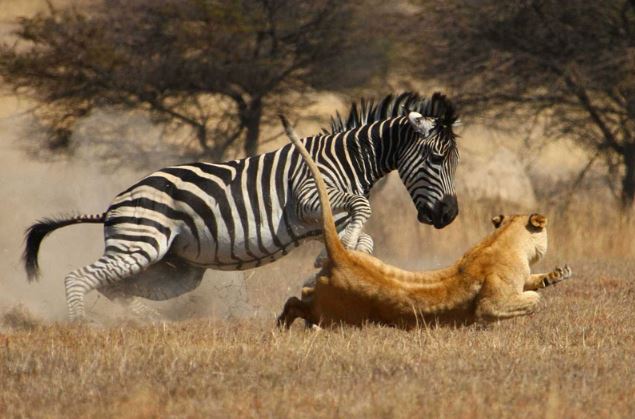 Clip: Ngựa vằn chết thảm khi “tránh vỏ dưa gặp vỏ dừa”