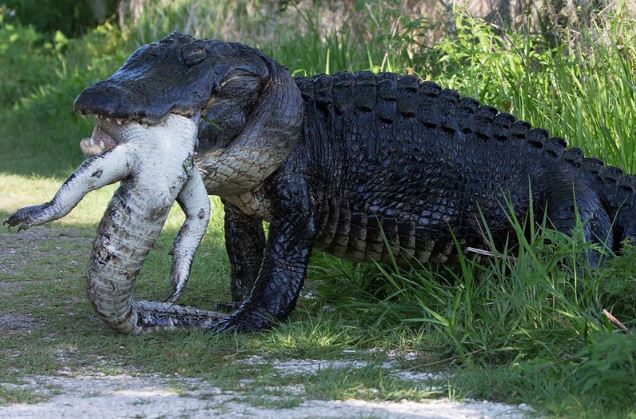 Clip: “Khiếp vía” trước cảnh cá sấu cố nuốt xác đồng loại