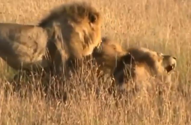 Clip: Bầy sư tử quyết chiến giành lãnh thổ
