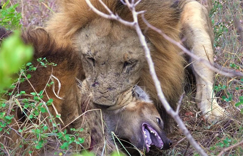 Sư tử giết linh cẩu.