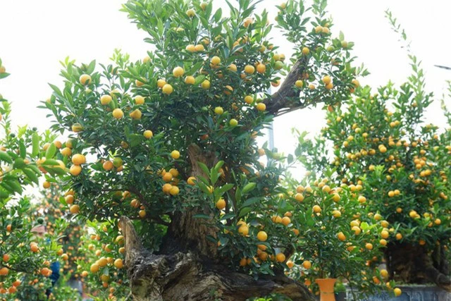 Độc đáo quất bonsai chào Tết Quý Mão 2023 - Ảnh 8.