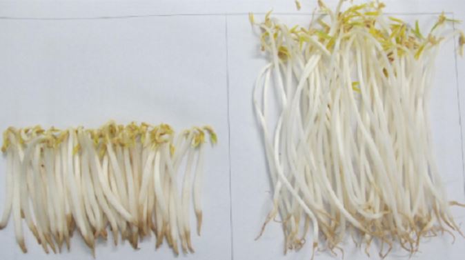 Đi chợ thấy 6 loại rau củ này dù rẻ như cho cũng đừng mua kẻo hối không kịp, đó là những gì?