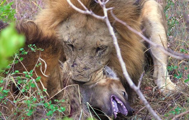Clip: Linh cẩu con chết thảm trước sư tử đực