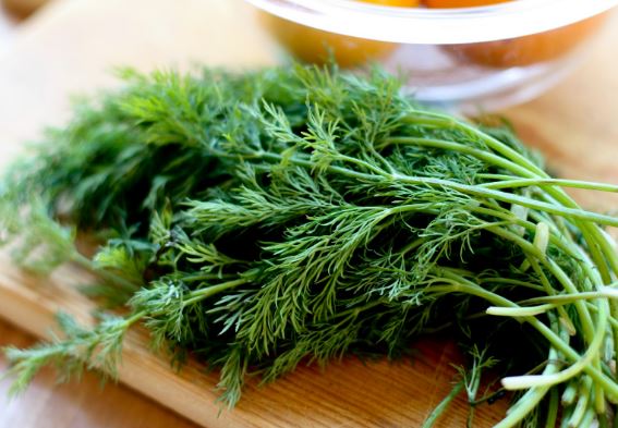 Lợi ích thần kỳ từ cây thì là với sức khỏe cả gia đình