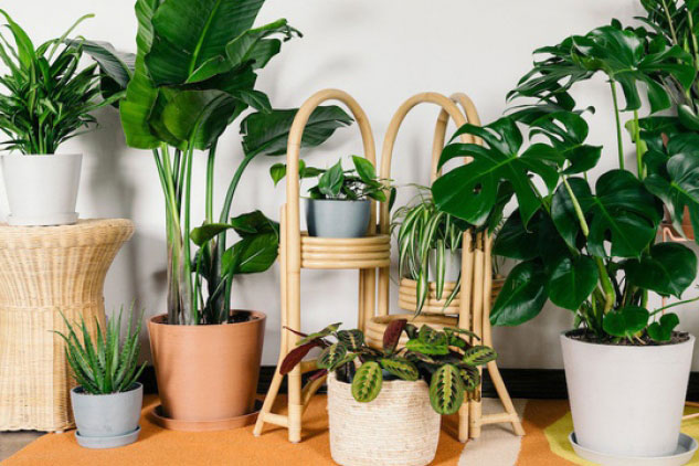 Xu hướng lựa chọn cây trồng trong nhà năm 2023